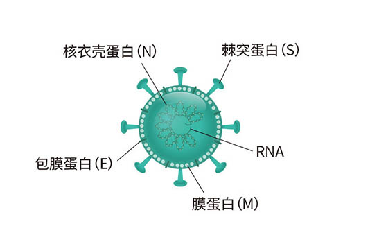 liming-bios-new-crown-antigen-rapid-detection-reagent-was-accepted-by the-usfda8