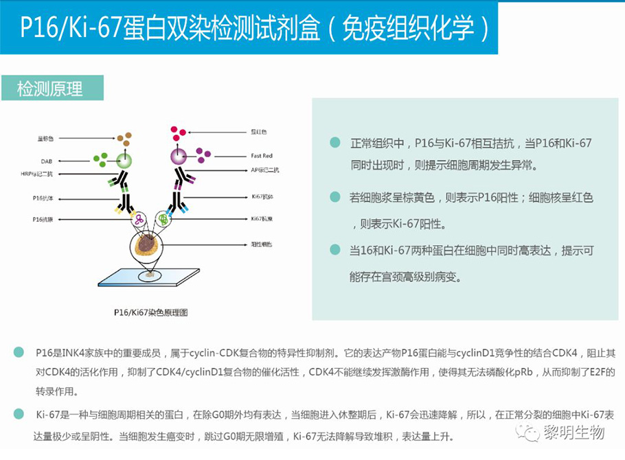 p16-ki67-4